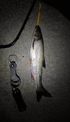 マルタウグイの釣果