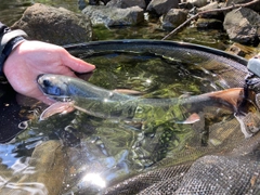 ミヤベイワナの釣果