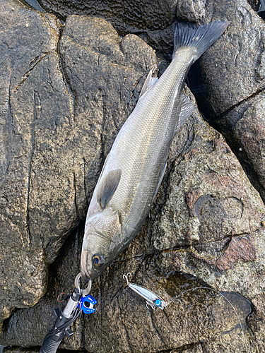 スズキの釣果