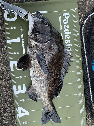 チヌの釣果