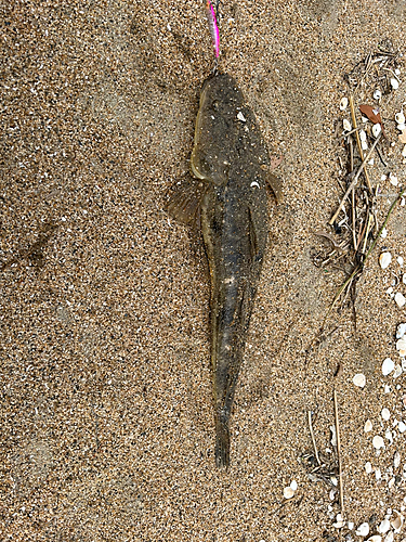 マゴチの釣果