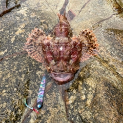 オニカサゴの釣果