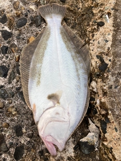 ヒラメの釣果