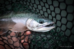 ミヤベイワナの釣果