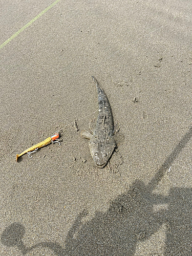 マゴチの釣果