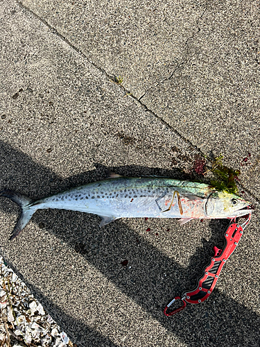 サゴシの釣果