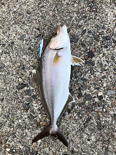 カンパチの釣果