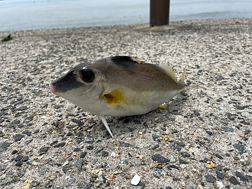 ギマの釣果