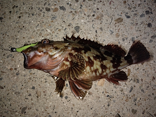 カサゴの釣果