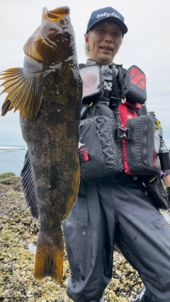 アイナメの釣果