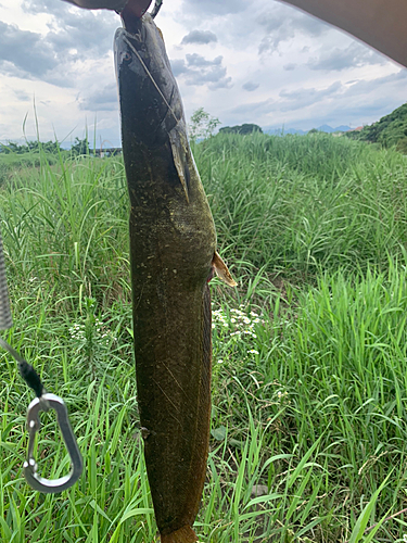 ナマズの釣果