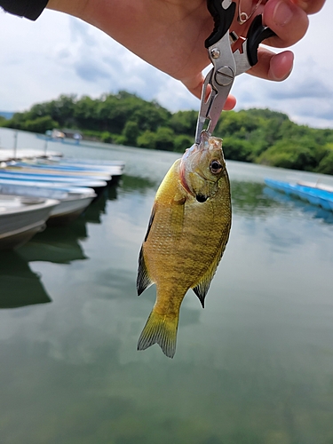 ブルーギルの釣果