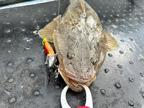 マゴチの釣果