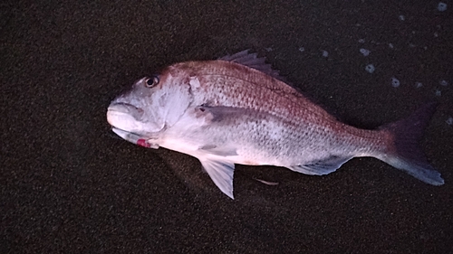 タイの釣果