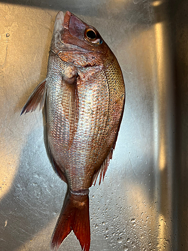 マダイの釣果