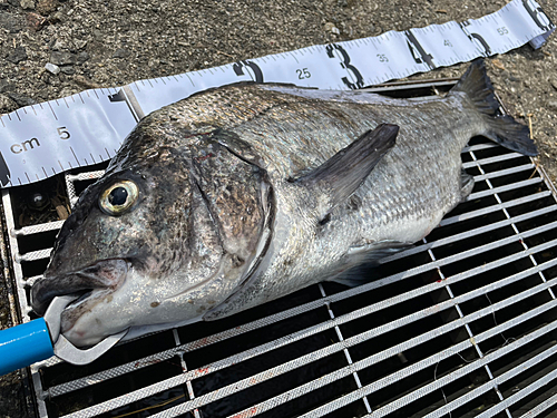 クロダイの釣果