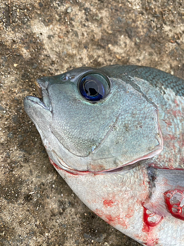 オナガグレの釣果