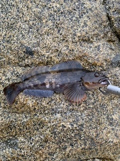 アイナメの釣果