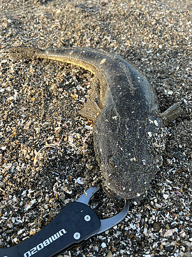 マゴチの釣果