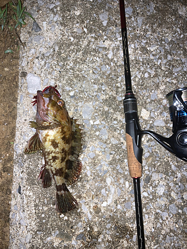 カサゴの釣果