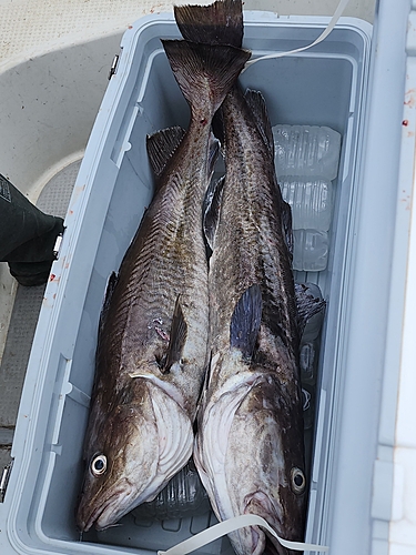 タラの釣果