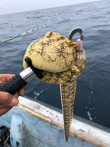 ウツボの釣果