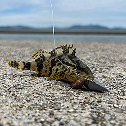 タケノコメバル