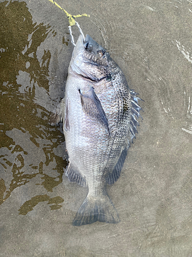 クロダイの釣果