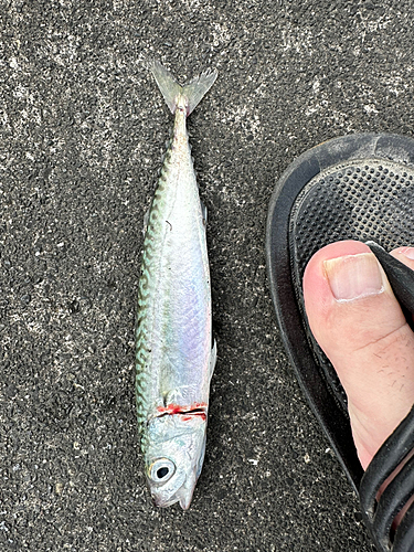 サバの釣果