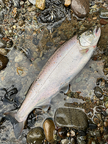 アマゴの釣果