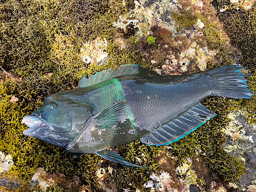 カンムリベラの釣果