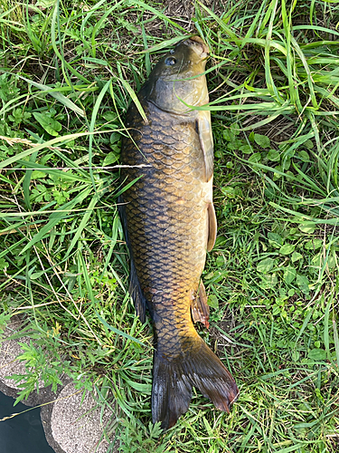 コイの釣果