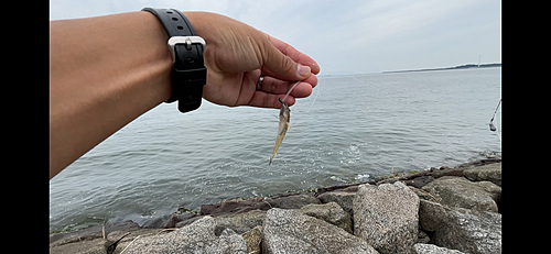 マハゼの釣果