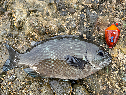 メジナの釣果