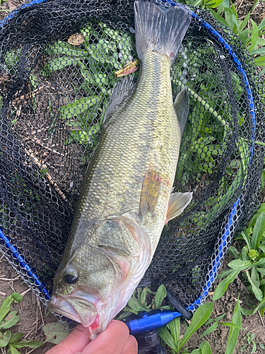 ラージマウスバスの釣果