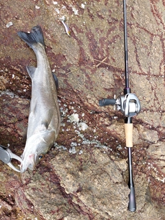 フッコ（マルスズキ）の釣果