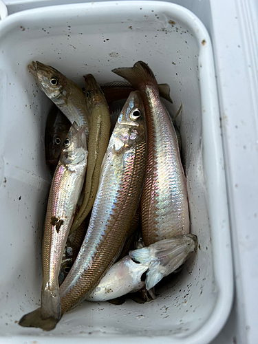 シロギスの釣果