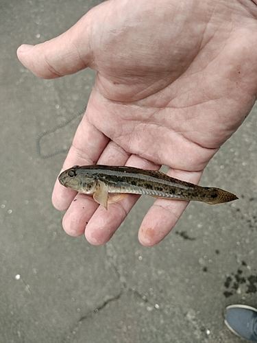 マハゼの釣果