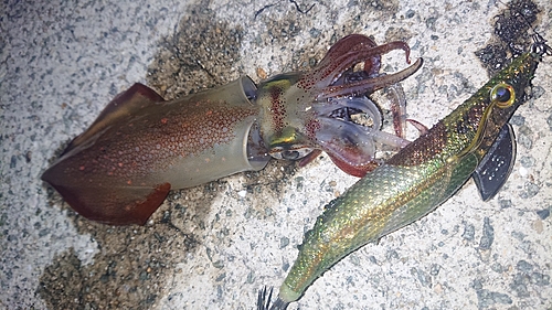 ケンサキイカの釣果