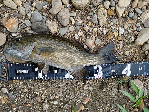 スモールマウスバスの釣果