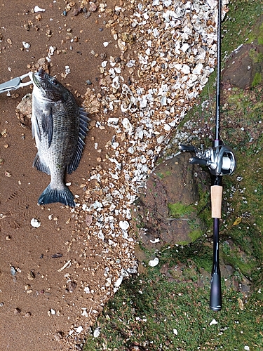 チヌの釣果