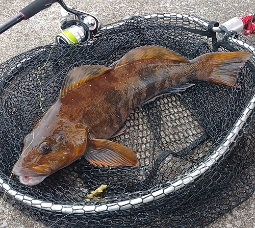 アイナメの釣果