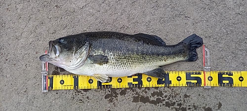 ブラックバスの釣果