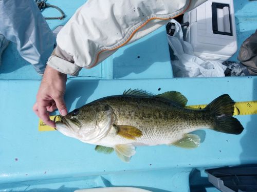 ブラックバスの釣果