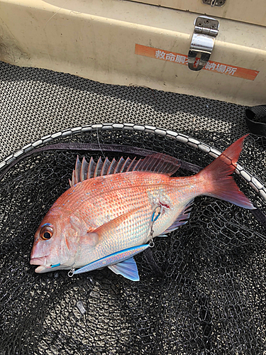 マダイの釣果