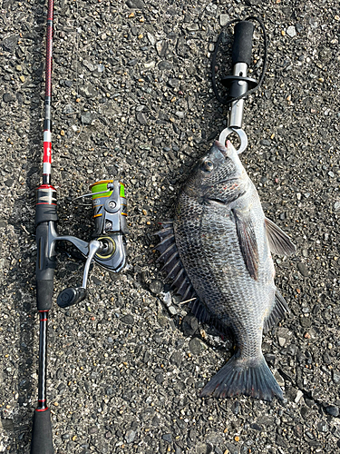 クロダイの釣果