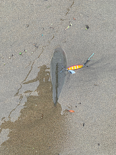 シタビラメの釣果