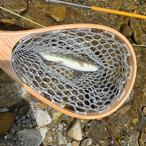 ニジマスの釣果