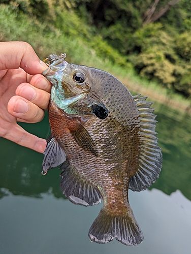 ブルーギルの釣果