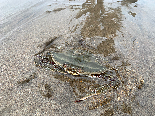 カニの釣果